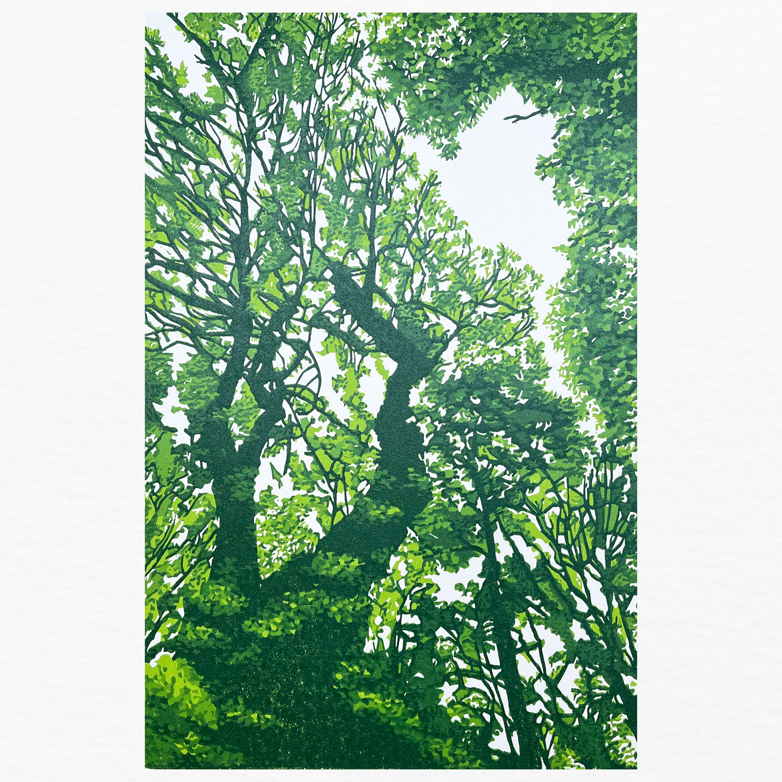 Summer Canopy